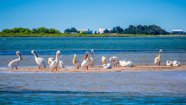 Pelicans on Padre Island National Seashore